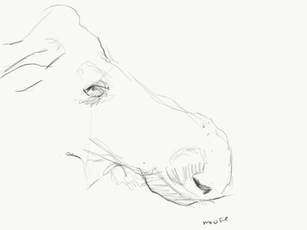 Buffalo Sketch