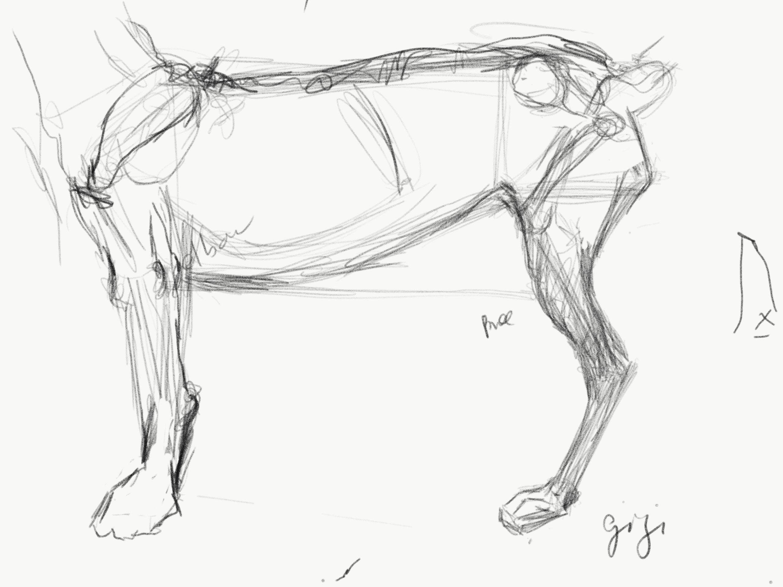 Buffalo Sketch